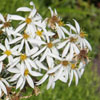 Chiliotrichum diffusum